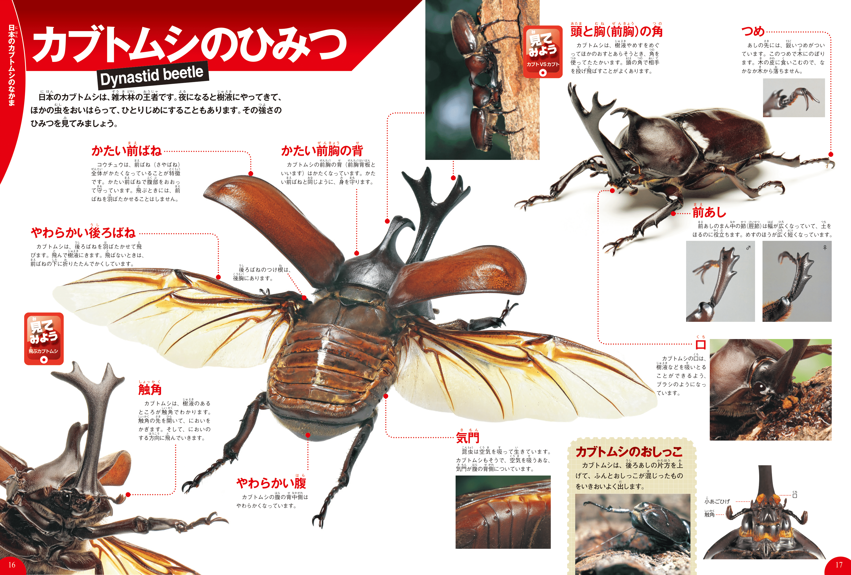 学研の図鑑live ライブ カブトムシ クワガタムシ Dvdつき 岡島秀治 絵本のギフト通販 クレヨンハウス