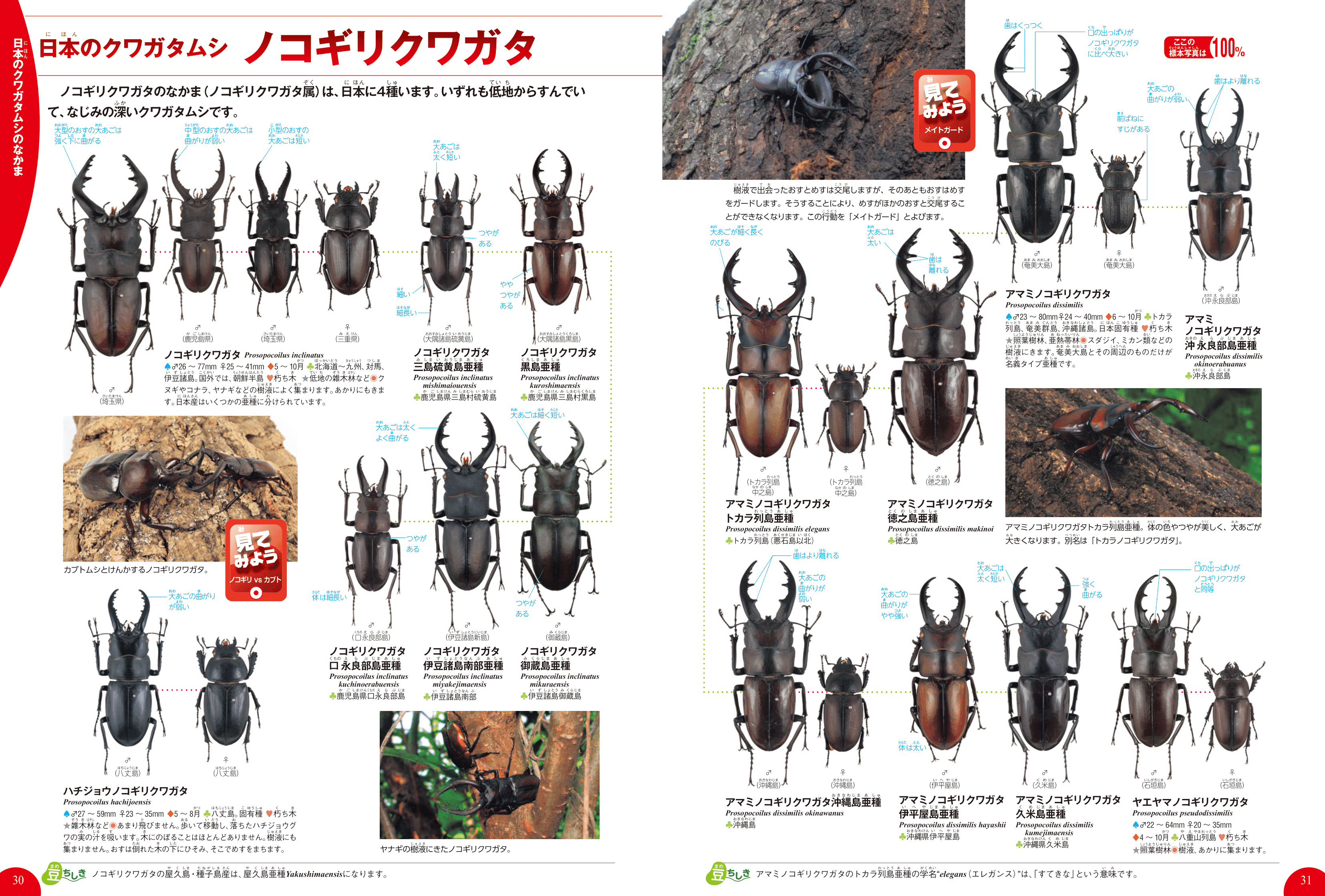 学研の図鑑live ライブ カブトムシ クワガタムシ Dvdつき 岡島秀治 絵本のギフト通販 クレヨンハウス