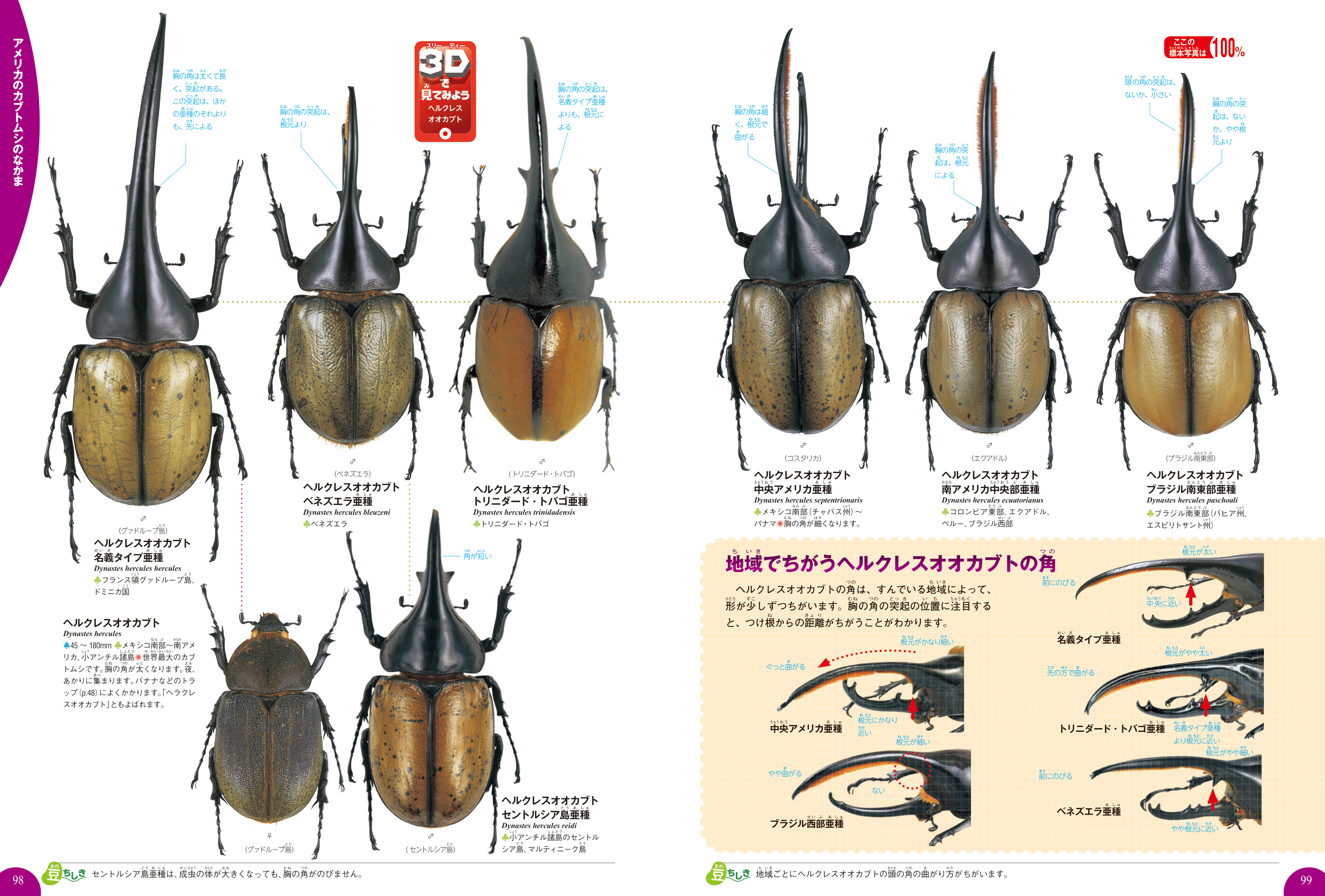 学研の図鑑live ライブ カブトムシ クワガタムシ Dvdつき 岡島秀治 絵本のギフト通販 クレヨンハウス