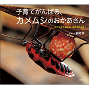 子育てがんばる、カメムシのおかあさん