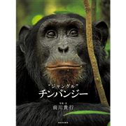 ジャングル チンパンジー