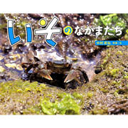 いそのなかまたち