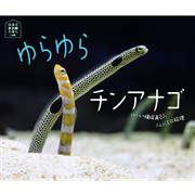 ゆらゆらチンアナゴ