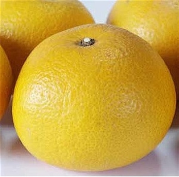 有機はっさく　1kg