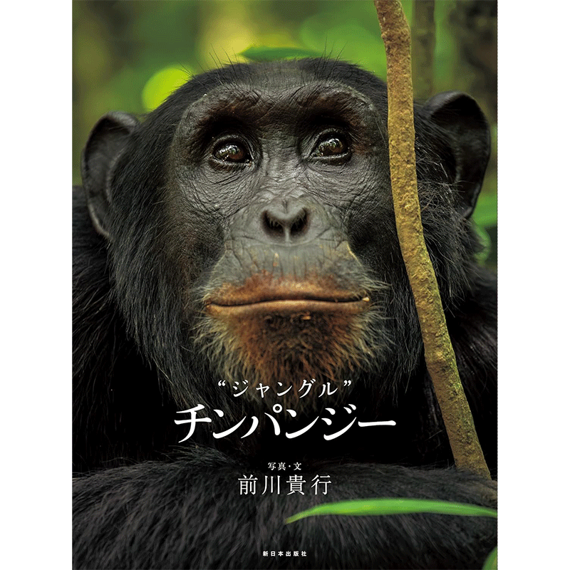 ジャングル チンパンジー