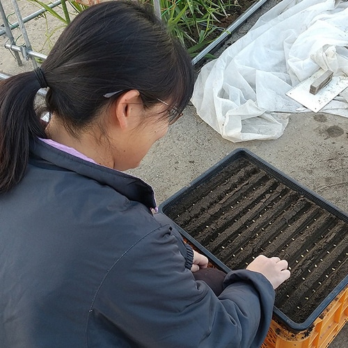 種植え
