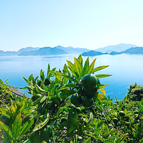 瀬戸内・大崎上島